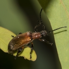 Ecnolagria grandis at Higgins Woodland - 23 Dec 2022