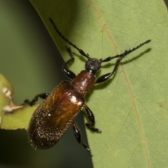 Ecnolagria grandis at Higgins Woodland - 23 Dec 2022