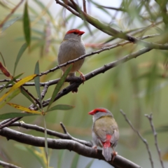 Neochmia temporalis (Red-browed Finch) at Belconnen, ACT - 23 Nov 2023 by Trevor