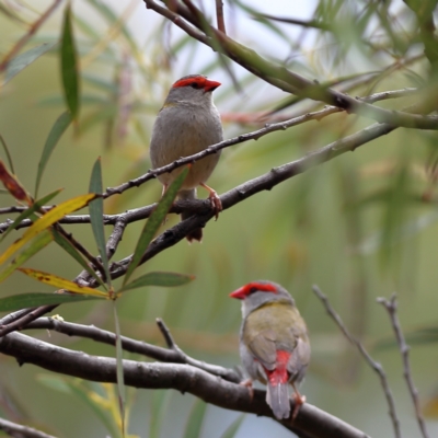Neochmia temporalis (Red-browed Finch) at Mount Painter - 23 Nov 2023 by MichaelWenke