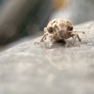 Eurymetopus birabeni at Theodore, ACT - 23 Nov 2023