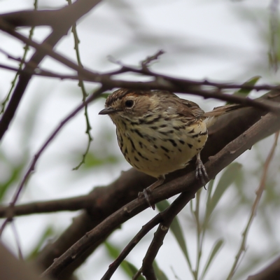 Pyrrholaemus sagittatus (Speckled Warbler) at Mount Painter - 23 Nov 2023 by MichaelWenke