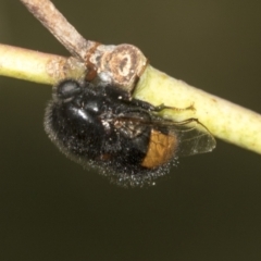 Pterodontia mellii (Hunchback Fly, Small-headed Fly) at Higgins, ACT - 23 Dec 2022 by AlisonMilton