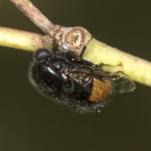 Pterodontia mellii at Higgins, ACT - 23 Dec 2022