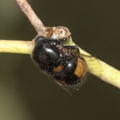 Pterodontia mellii at Higgins, ACT - 23 Dec 2022