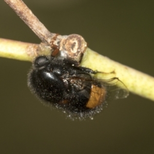 Pterodontia mellii at Higgins, ACT - 23 Dec 2022