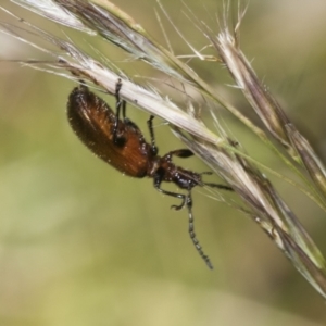 Ecnolagria grandis at Higgins, ACT - 23 Dec 2022