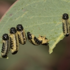 Paropsis atomaria (Eucalyptus leaf beetle) at Higgins, ACT - 23 Dec 2022 by AlisonMilton