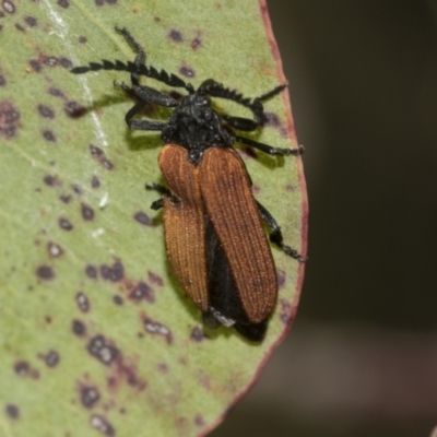 Porrostoma sp. (genus) (Lycid, Net-winged beetle) at Higgins, ACT - 23 Dec 2022 by AlisonMilton