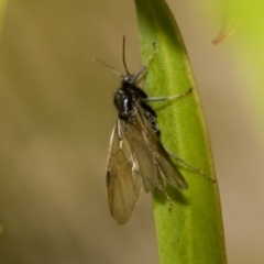 Symphyta (suborder) (Unidentified Sawfly) at Higgins, ACT - 23 Dec 2022 by AlisonMilton