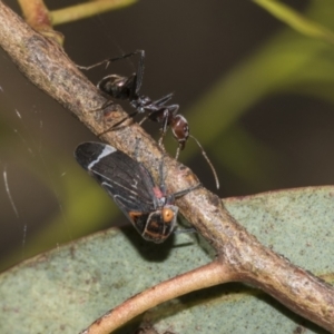 Eurymeloides lineata at Higgins, ACT - 23 Dec 2022 02:34 PM