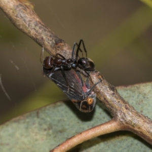 Eurymeloides lineata at Higgins, ACT - 23 Dec 2022 02:34 PM