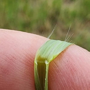 Eragrostis curvula at Weston, ACT - 23 Nov 2023