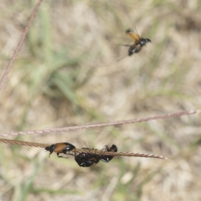 Phyllotocus navicularis (Nectar scarab) at Cantor Crescent Woodland, Higgins - 23 Dec 2022 by AlisonMilton