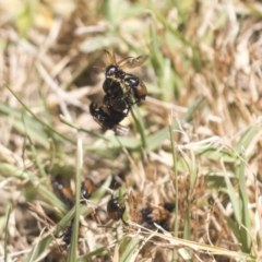 Phyllotocus navicularis at Cantor Crescent Woodland, Higgins - 23 Dec 2022