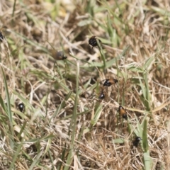 Phyllotocus navicularis at Cantor Crescent Woodland, Higgins - 23 Dec 2022