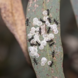 Glycaspis sp. (genus) at Higgins Woodland - 23 Dec 2022