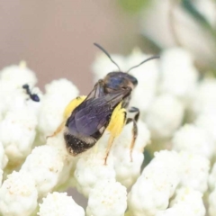 Lasioglossum (Chilalictus) sp. (genus & subgenus) at Pomaderris Nature Reserve - 19 Nov 2023