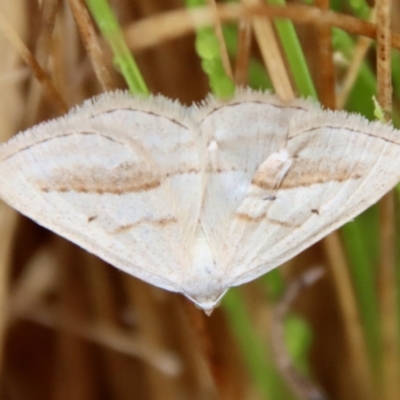 Taxeotis endela (Looper or geometer moth) - 1 Jan 1900 by LisaH