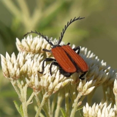 Porrostoma rhipidium (Long-nosed Lycid (Net-winged) beetle) at Pomaderris Nature Reserve - 19 Nov 2023 by ConBoekel