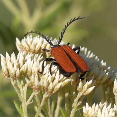 Porrostoma rhipidium (Long-nosed Lycid (Net-winged) beetle) at Pomaderris Nature Reserve - 19 Nov 2023 by ConBoekel