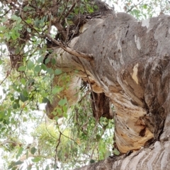 Eucalyptus polyanthemos subsp. polyanthemos at Red Hill Nature Reserve - 23 Nov 2023 06:53 PM