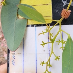 Eucalyptus polyanthemos subsp. polyanthemos at Red Hill Nature Reserve - 23 Nov 2023