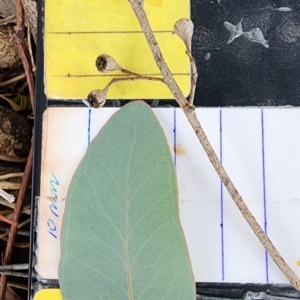 Eucalyptus polyanthemos subsp. polyanthemos at Red Hill Nature Reserve - 23 Nov 2023 06:53 PM