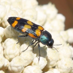 Castiarina livida (Jewel Beetle) at Pomaderris Nature Reserve - 19 Nov 2023 by ConBoekel