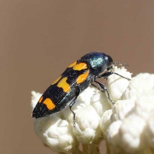 Castiarina livida at Pomaderris Nature Reserve - 19 Nov 2023 11:06 AM