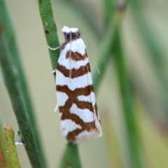 Technitis desmotana (A tortrix or leafroller moth) at Mongarlowe, NSW - 23 Nov 2023 by LisaH