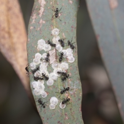 Dolichoderinae (subfamily) at Higgins, ACT - 22 Dec 2022 by AlisonMilton