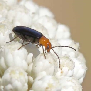 Adoxia benallae at Pomaderris Nature Reserve - 19 Nov 2023