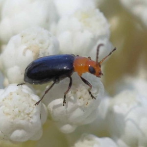 Adoxia benallae at Pomaderris Nature Reserve - 19 Nov 2023