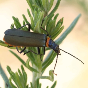 Chauliognathus lugubris at Pomaderris Nature Reserve - 19 Nov 2023