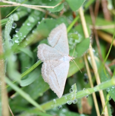 Taxeotis endela (Looper or geometer moth) at QPRC LGA - 23 Nov 2023 by LisaH