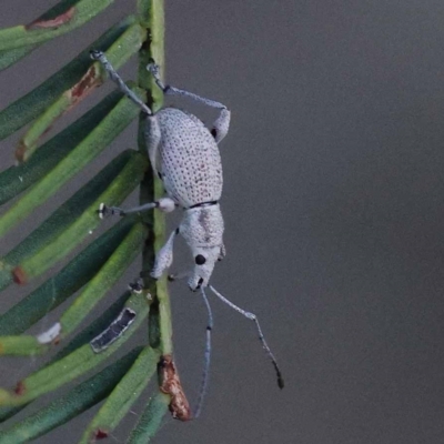 Merimnetes oblongus (Radiata pine shoot weevil) at Pomaderris Nature Reserve - 19 Nov 2023 by ConBoekel