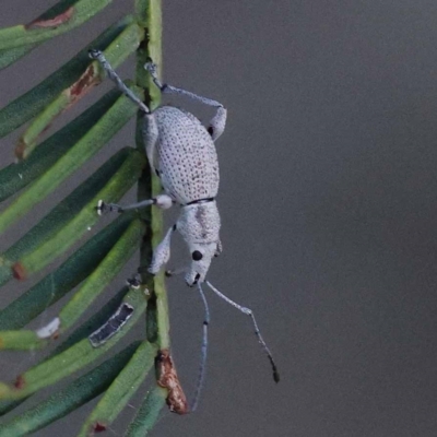 Merimnetes oblongus (Radiata pine shoot weevil) at Pomaderris Nature Reserve - 18 Nov 2023 by ConBoekel