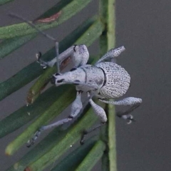 Merimnetes oblongus at Pomaderris Nature Reserve - 19 Nov 2023