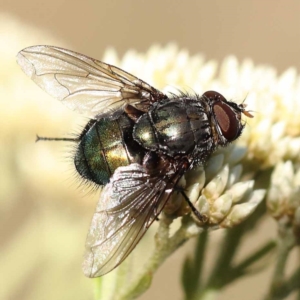 Rutilia (Microrutilia) sp. (genus & subgenus) at Pomaderris Nature Reserve - 19 Nov 2023