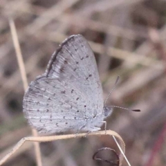 Erina acasta (Blotched Dusky-blue) at Gundary, NSW - 19 Nov 2023 by ConBoekel