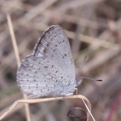 Erina acasta (Blotched Dusky-blue) at Pomaderris Nature Reserve - 19 Nov 2023 by ConBoekel