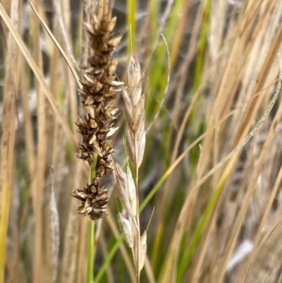 Carex appressa (Tall Sedge) at Griffith Woodland - 23 Nov 2023 by AlexKirk