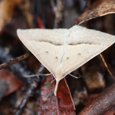 Epidesmia hypenaria (Long-nosed Epidesmia) at Mongarlowe, NSW - 23 Nov 2023 by LisaH