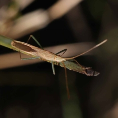 Mutusca brevicornis (A broad-headed bug) at Gundary, NSW - 18 Nov 2023 by ConBoekel