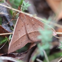 Epidesmia hypenaria (Long-nosed Epidesmia) at Mongarlowe, NSW - 23 Nov 2023 by LisaH