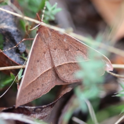 Epidesmia hypenaria (Long-nosed Epidesmia) at Mongarlowe, NSW - 23 Nov 2023 by LisaH