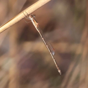 Austrolestes sp. (genus) at Pomaderris Nature Reserve - 19 Nov 2023 07:52 AM