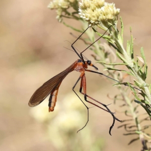 Harpobittacus australis at Pomaderris Nature Reserve - 19 Nov 2023 11:08 AM