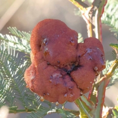 Uromycladium (genus) (A gall forming rust fungus) at Pomaderris Nature Reserve - 19 Nov 2023 by ConBoekel